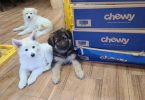 White and standard black and tan German Shepherd puppies