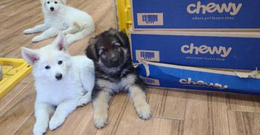White and standard black and tan German Shepherd puppies