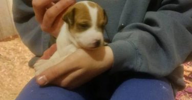5 beautiful purebred Jack Russell puppies for sale