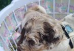 Aussiedoodle puppies