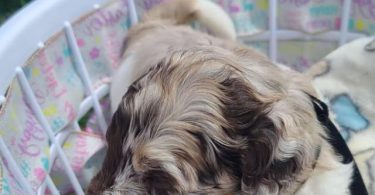 Aussiedoodle puppies