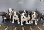 Weaned Pit Bull puppies