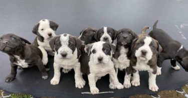 Weaned Pit Bull puppies