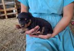 3 boy Rottweiler pups for sale