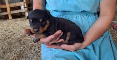 3 boy Rottweiler pups for sale