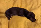 5 Dachshund Puppies for sale