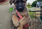 Purebred German Shepherd puppies
