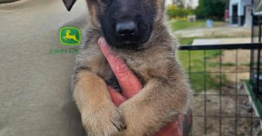 Purebred German Shepherd puppies