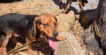 2 Male Beagle puppies for sale
