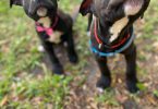 Male and female Pitbull puppies