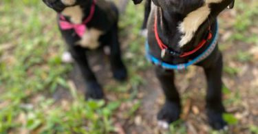 Male and female Pitbull puppies