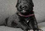 2 Golden Retriever x German Shepherd puppies for sale