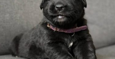 2 Golden Retriever x German Shepherd puppies for sale