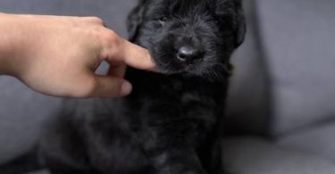 2 Golden Retriever x German Shepherd puppies for sale