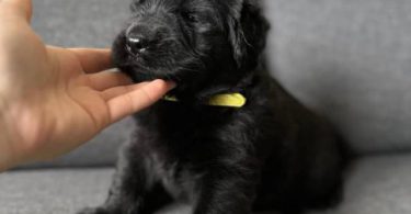 2 Golden Retriever x German Shepherd puppies for sale