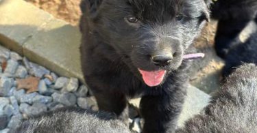 2 Golden Retriever x German Shepherd puppies for sale
