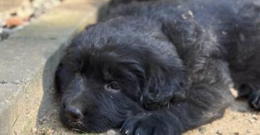 2 Golden Retriever x German Shepherd puppies for sale