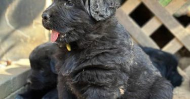 2 Golden Retriever x German Shepherd puppies for sale