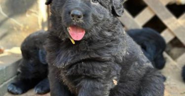 2 Golden Retriever x German Shepherd puppies for sale