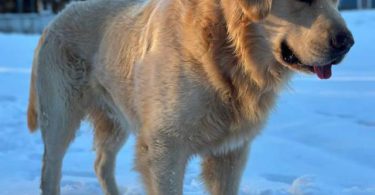 2 Golden Retriever x German Shepherd puppies for sale