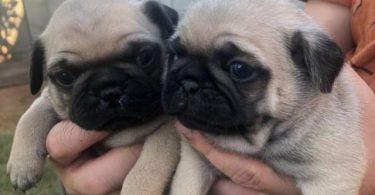 2 Purebred puppies Pug for sale