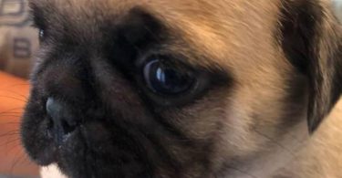 2 Purebred puppies Pug for sale