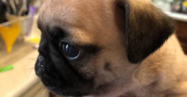2 Purebred puppies Pug for sale
