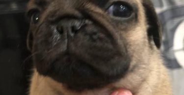 2 Purebred puppies Pug for sale