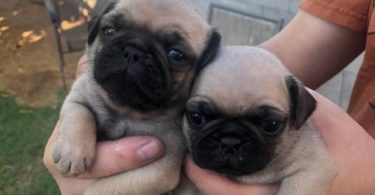 2 Purebred puppies Pug for sale