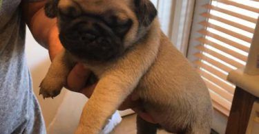 2 Purebred puppies Pug for sale
