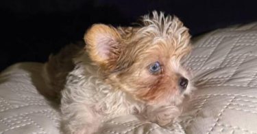 Exotic Teacup Yorkie puppies for sale