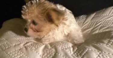 Exotic Teacup Yorkie puppies for sale