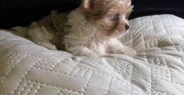 Exotic Teacup Yorkie puppies for sale