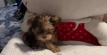 Exotic Teacup Yorkie puppies for sale