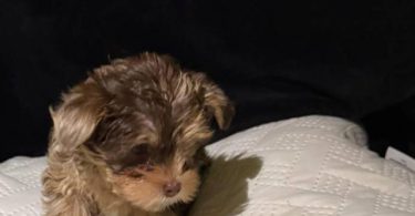 Exotic Teacup Yorkie puppies for sale