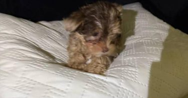 Exotic Teacup Yorkie puppies for sale