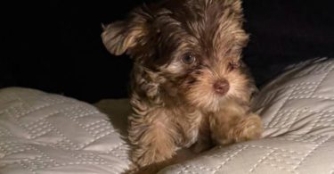 Exotic Teacup Yorkie puppies for sale