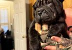 AKC registered purebred Shar Pei puppies