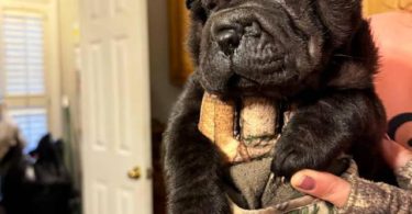 AKC registered purebred Shar Pei puppies