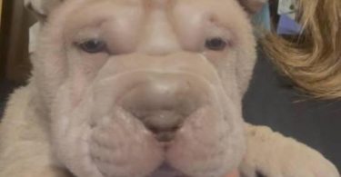 AKC registered purebred Shar Pei puppies