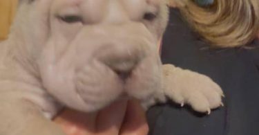 AKC registered purebred Shar Pei puppies