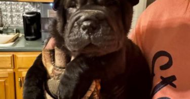 AKC registered purebred Shar Pei puppies