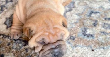 AKC registered purebred Shar Pei puppies