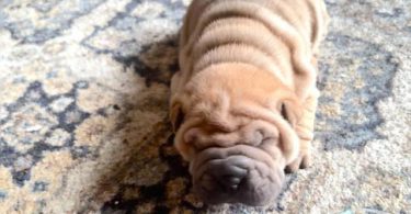 AKC registered purebred Shar Pei puppies