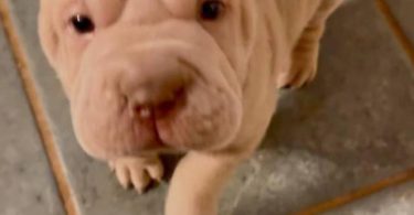 AKC registered purebred Shar Pei puppies
