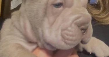 AKC registered purebred Shar Pei puppies