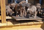 Strong and healthy Presa Canario puppies for sale