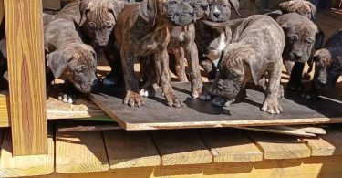 Strong and healthy Presa Canario puppies for sale