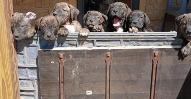 Strong and healthy Presa Canario puppies for sale