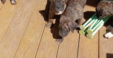Strong and healthy Presa Canario puppies for sale